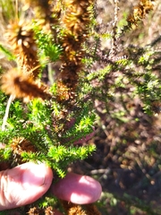Seriphium cinereum