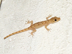 Mediodactylus heterocercus