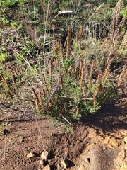 Seriphium cinereum