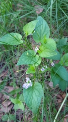 Viola canina