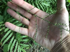 Oplismenus compositus