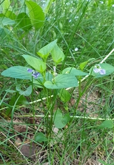 Viola canina
