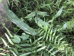 Oplismenus compositus