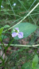 Viola canina