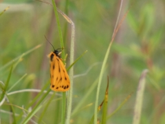 Setina aurita