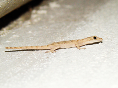 Mediodactylus heterocercus