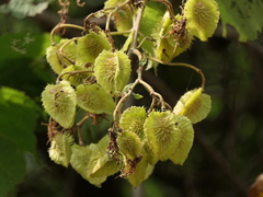 Erinocarpus nimmonii