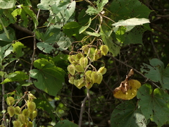 Erinocarpus nimmonii