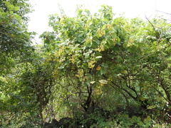 Erinocarpus nimmonii