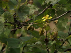 Erinocarpus nimmonii