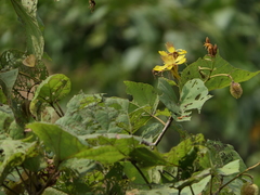 Erinocarpus nimmonii