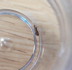 Micropterix tunbergella