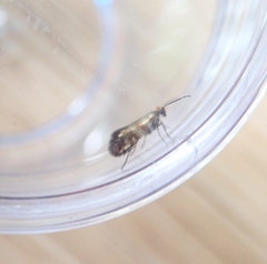 Micropterix tunbergella