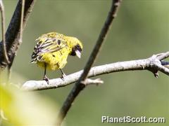 Crithagra citrinelloides