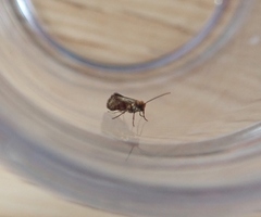 Micropterix tunbergella