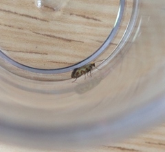 Micropterix tunbergella