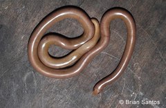 Typhlopidae