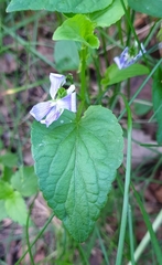 Viola canina