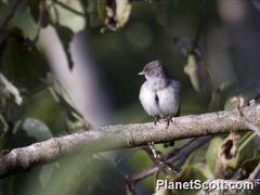 Melaenornis chocolatinus