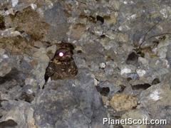 Caprimulgus poliocephalus