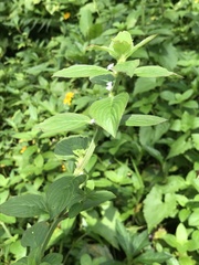 Spermacoce latifolia