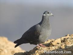 Columba albitorques