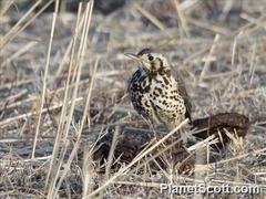 Turdus simensis