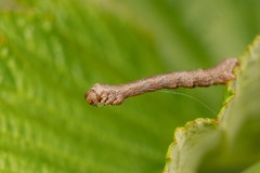 Hypomecis punctinalis