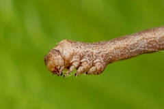 Hypomecis punctinalis