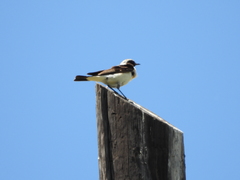 Oenanthe melanoleuca