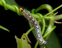 Filodes fulvidorsalis