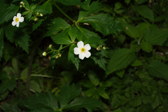 Ranunculus aconitifolius