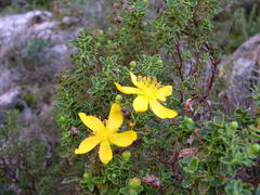 Hypericum balearicum