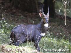 Tragelaphus sylvaticus meneliki