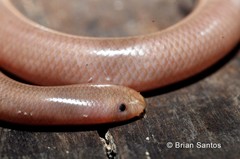 Typhlopidae