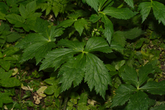 Ranunculus aconitifolius