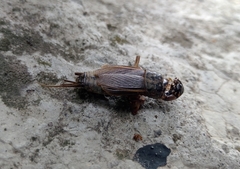 Gryllinae