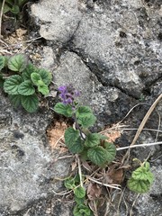 Scutellaria indica