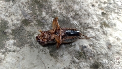 Gryllinae