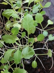 Brassica oleracea gongylodes