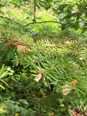 Clepsis melaleucanus