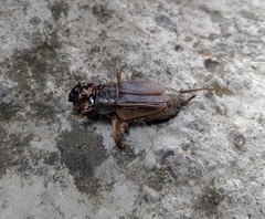 Gryllinae