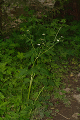 Ranunculus aconitifolius