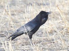 Corvus capensis