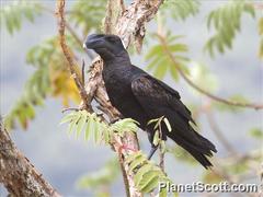 Corvus crassirostris