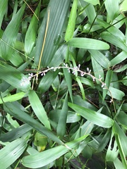 Liriope spicata