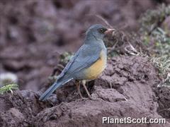 Turdus abyssinicus
