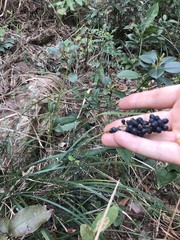 Liriope spicata
