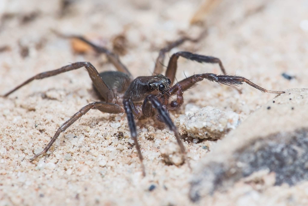 Trabea paradoxa