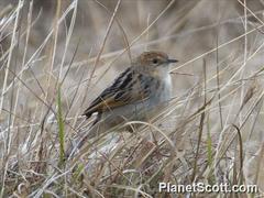 Cisticola lugubris